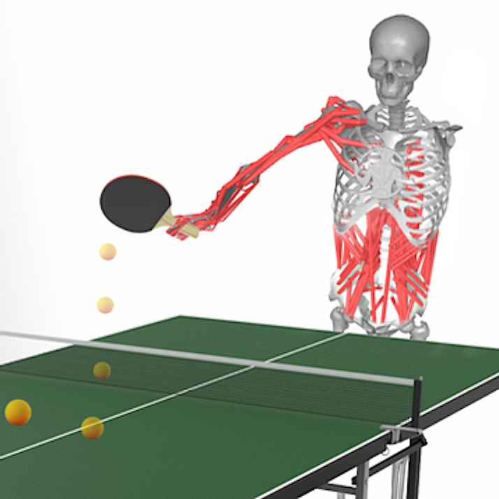 A musculoskeletal human returning a table tennis rally.